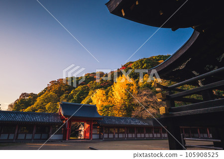 在京都府八幡市寶神社拍攝深秋的黃色銀杏 在京都府八幡市寶神社拍攝深秋的黃色銀杏 105908525