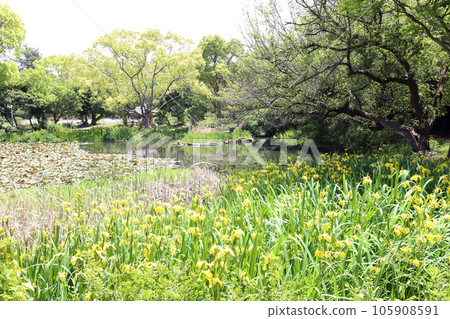 兵庫縣立明石公園(兵庫縣明石市) 兵庫縣立明石公園(兵庫縣明石市) 105908591
