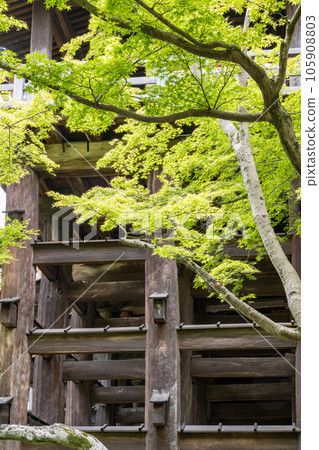 Fresh green scenery of Kyoto Fresh green scenery of Kyoto 105908803