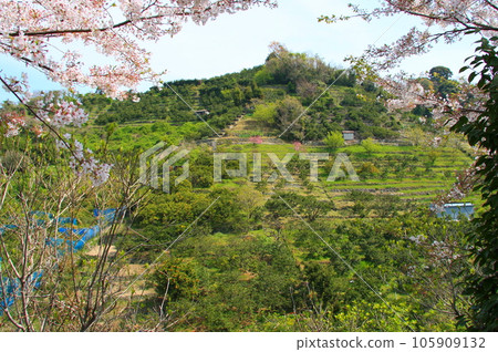 Terraced fields on the mountain slopes of Kamikamagari Island (Hiroshima Prefecture) Terraced fields on the mountain slopes of Kamikamagari Island (Hiroshima Prefecture) 105909132