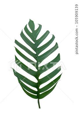 Green Epipremnum pinnatum leaf on a white background. 105909139