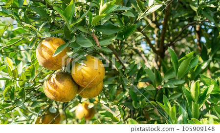 Tangerine orange fruit plant in an orchard. 105909148