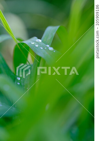 初夏,雨後的嫩葉上,水珠清新。 初夏,雨後的嫩葉上,水珠清新。 105909186