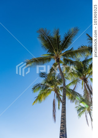 Palm trees, blue sky and white clouds 105909325