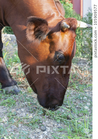 brown cow eating grass 105909577