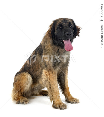 Leonberger in studio Leonberger in studio 105909663