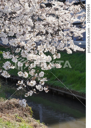 Cherry Blossoms Cherry Blossoms 105909664