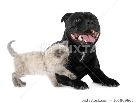 siamese kitten and staffy in studio siamese kitten and staffy in studio 105909665