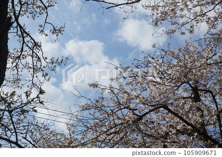 Cherry Blossoms Cherry Blossoms 105909671