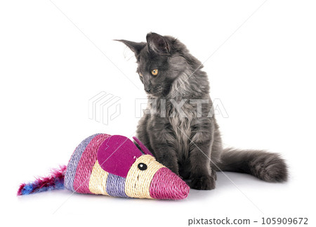 maine coon kitten 105909672