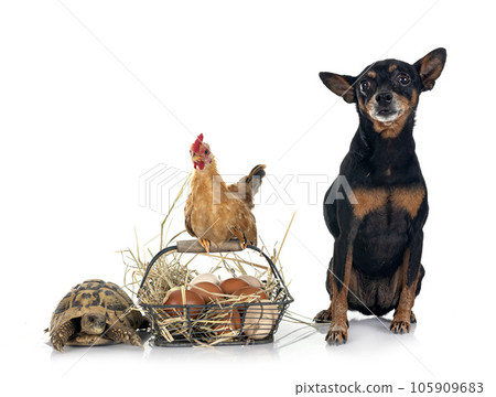 chicken, pinscher and turtle chicken, pinscher and turtle 105909683