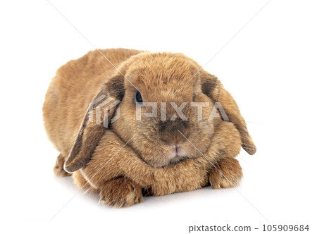 Lop rabbit in studio Lop rabbit in studio 105909684