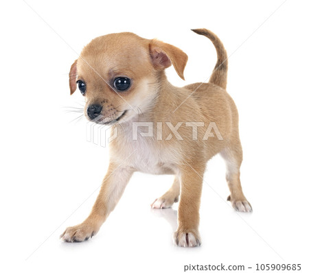 chihuahua in studio 105909685