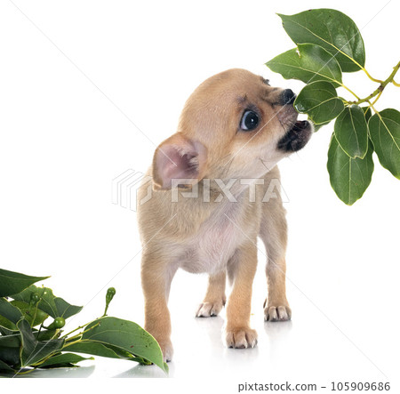 chihuahua in studio chihuahua in studio 105909686