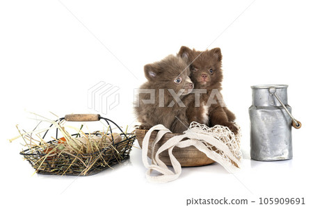 puppy pomeranian in studio puppy pomeranian in studio 105909691