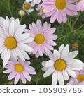 Pink and white marguerite 105909786