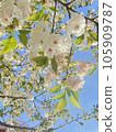 Blue sky and leaf cherry tree 105909787