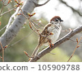 Autumn scenery and sparrows 105909788