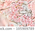 pink cherry tree 105909789