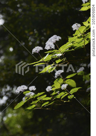 繡球菊 繡球菊 105909804