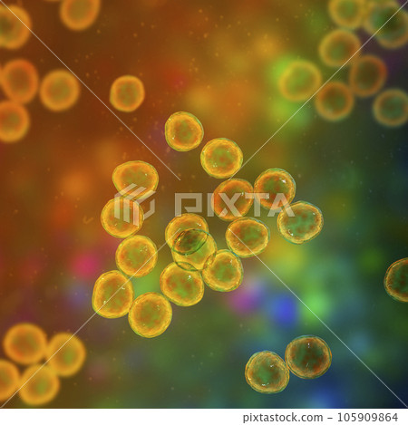 Staphylococcus bacteria, a genus of Gram-positive bacteria known for causing various infections in humans, 3D illustration. Staphylococcus bacteria, a genus of Gram-positive bacteria known for causing various infections in humans, 3D illustration. 105909864