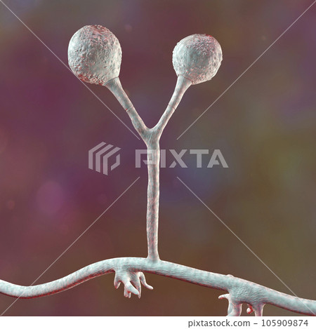Rhizomucor fungi, 3D illustration. Filamentous fungi found in soil and decaying organic matter, causing mucormycosis, a serious infection affecting sinuses, lungs, and brain. Rhizomucor fungi, 3D illustration. Filamentous fungi found in soil and decaying organic matter, causing mucormycosis, a serious infection affecting sinuses, lungs, and brain. 105909874