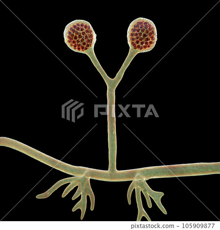 Rhizomucor fungi, 3D illustration. Filamentous fungi found in soil and decaying organic matter, causing mucormycosis, a serious infection affecting sinuses, lungs, and brain. Rhizomucor fungi, 3D illustration. Filamentous fungi found in soil and decaying organic matter, causing mucormycosis, a serious infection affecting sinuses, lungs, and brain. 105909877