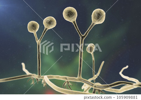 Rhizomucor fungi, 3D illustration. Filamentous fungi found in soil and decaying organic matter, causing mucormycosis, a serious infection affecting sinuses, lungs, and brain. Rhizomucor fungi, 3D illustration. Filamentous fungi found in soil and decaying organic matter, causing mucormycosis, a serious infection affecting sinuses, lungs, and brain. 105909881