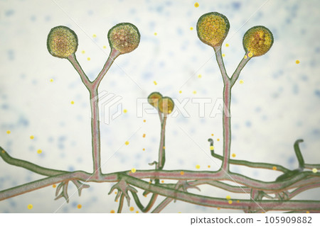 Rhizomucor fungi, 3D illustration. Filamentous fungi found in soil and decaying organic matter, causing mucormycosis, a serious infection affecting sinuses, lungs, and brain. 105909882