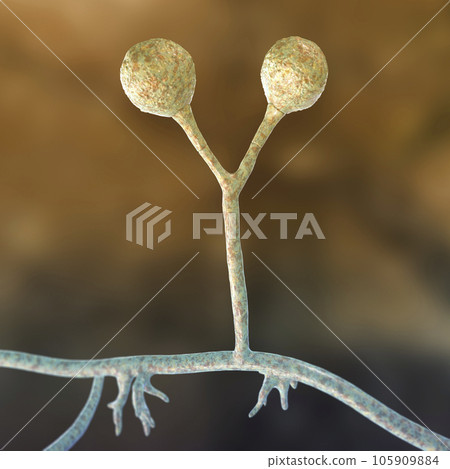 Rhizomucor fungi, 3D illustration. Filamentous fungi found in soil and decaying organic matter, causing mucormycosis, a serious infection affecting sinuses, lungs, and brain. Rhizomucor fungi, 3D illustration. Filamentous fungi found in soil and decaying organic matter, causing mucormycosis, a serious infection affecting sinuses, lungs, and brain. 105909884