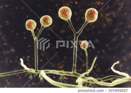 Rhizomucor fungi, 3D illustration. Filamentous fungi found in soil and decaying organic matter, causing mucormycosis, a serious infection affecting sinuses, lungs, and brain. 105909887