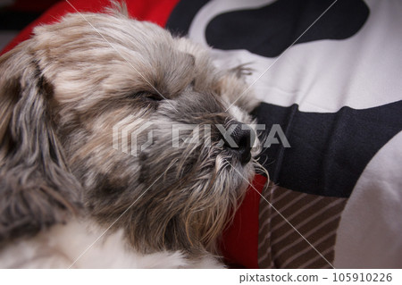 Shih Tzu dog sweet dream on the bed Shih Tzu dog sweet dream on the bed 105910226
