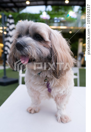 Shih tzu Small dog enjoy relaxing in pet park and dog supermarket. 105910237