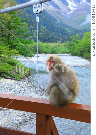 河童橋上出現的上高地日本獼猴 105910413