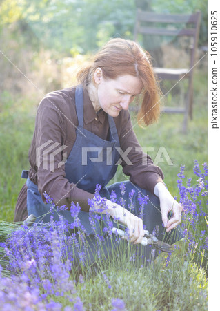 girl pruning lavender bush in the garden 105910625