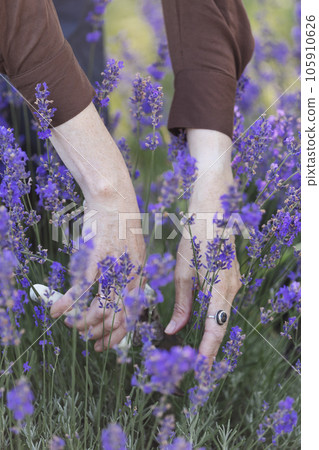 girl pruning lavender bush in the garden 105910626