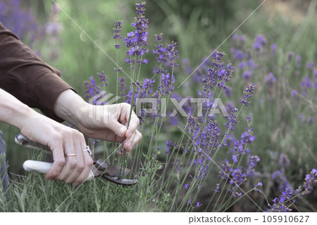 girl pruning lavender bush in the garden 105910627