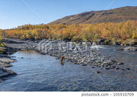 Autum Abisko Canyon River Abiskojakka National Park, Norrbottens, Norrbottens Lapland landscape north of Sweden 105910709