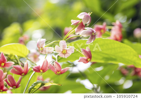 時坤師諸神賜予的神藥 105910724