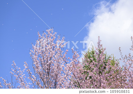 藍天和櫻花（視頻同步拍攝） 105910831