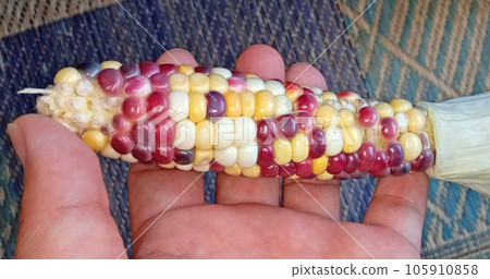 微無牙玻璃寶石玉米 105910858