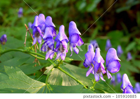 Aconite flower, notorious for being poisonous 105910885