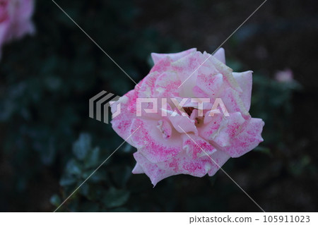 荒尾市少女公民花壇玫瑰花， 105911023