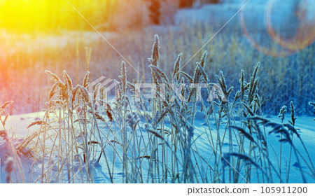 Winter scene Winter scene 105911200
