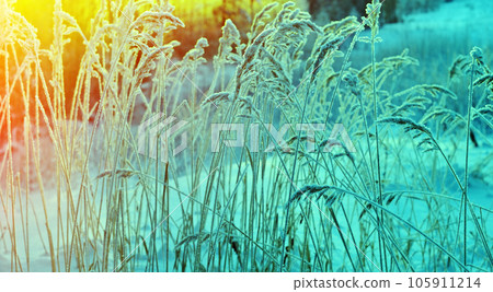Winter scene 105911214