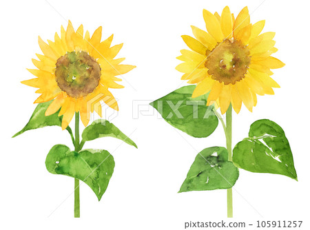 Sunflower watercolor illustration - Stock Illustration [105911257] - PIXTA