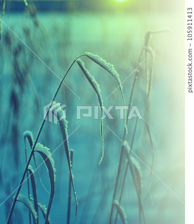 Winter  Beautiful Christmas landscape 105911413