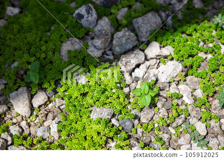 Weed image growing on the ground 105912025