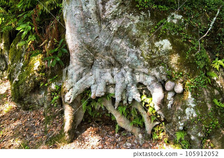 裸露的樹根 105912052