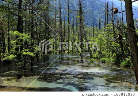 夏季的上高地岳澤濕地 105912056